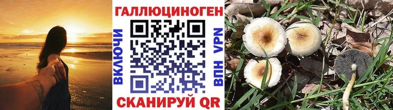 Псилоцибиновые грибы Cubensis  blacksprut онион  Энгельс  где можно купить наркотик 